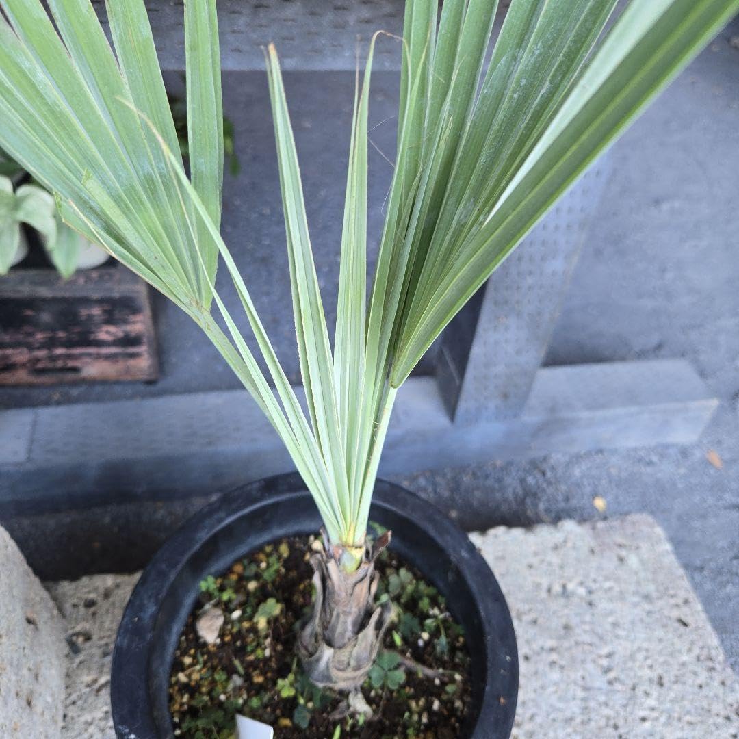 3ポットセット ブラヘア アルマータ ブラヘアアルマータ 3個セット